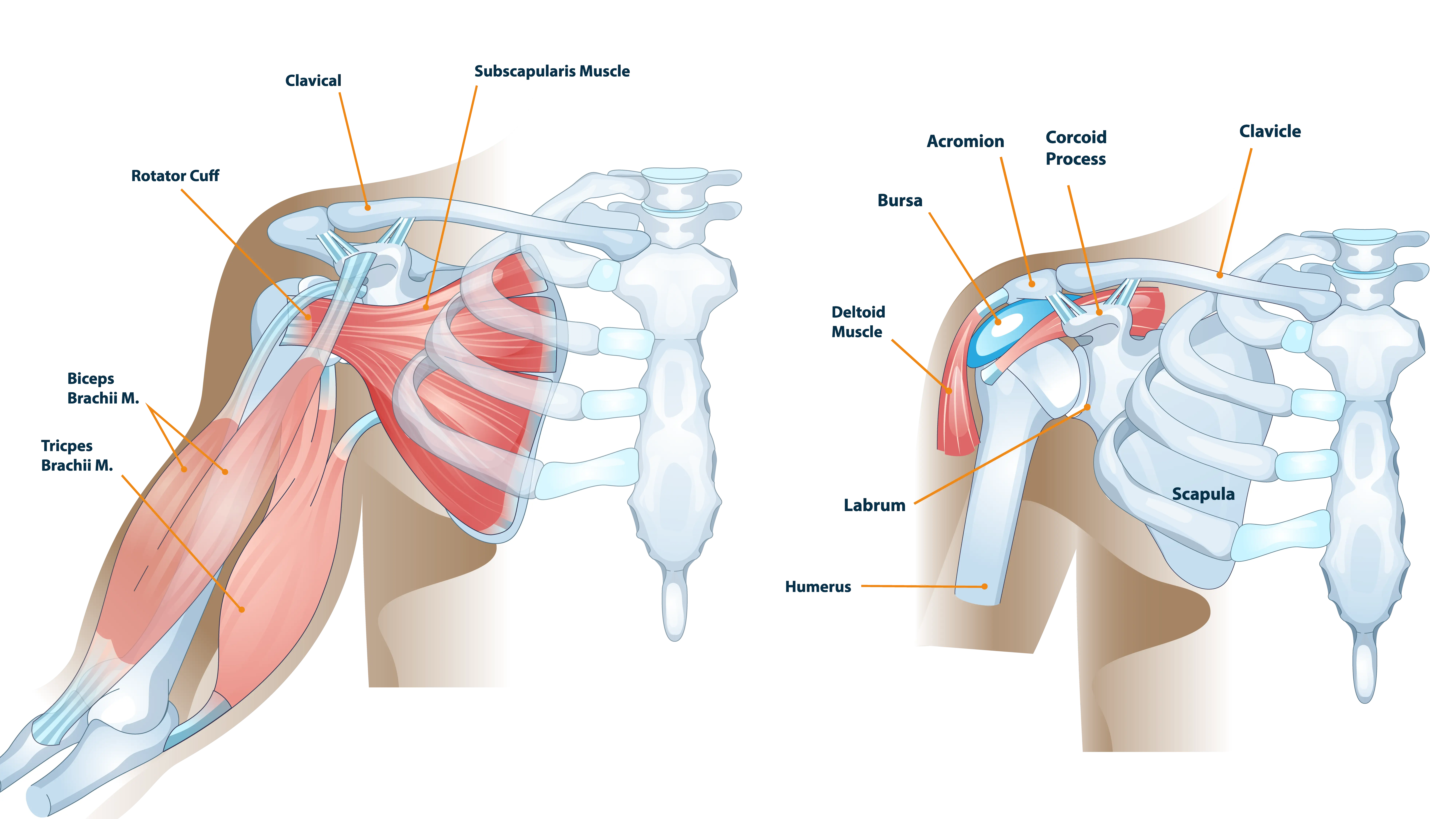 Anatomical Graphic of Shoulder Anatomy