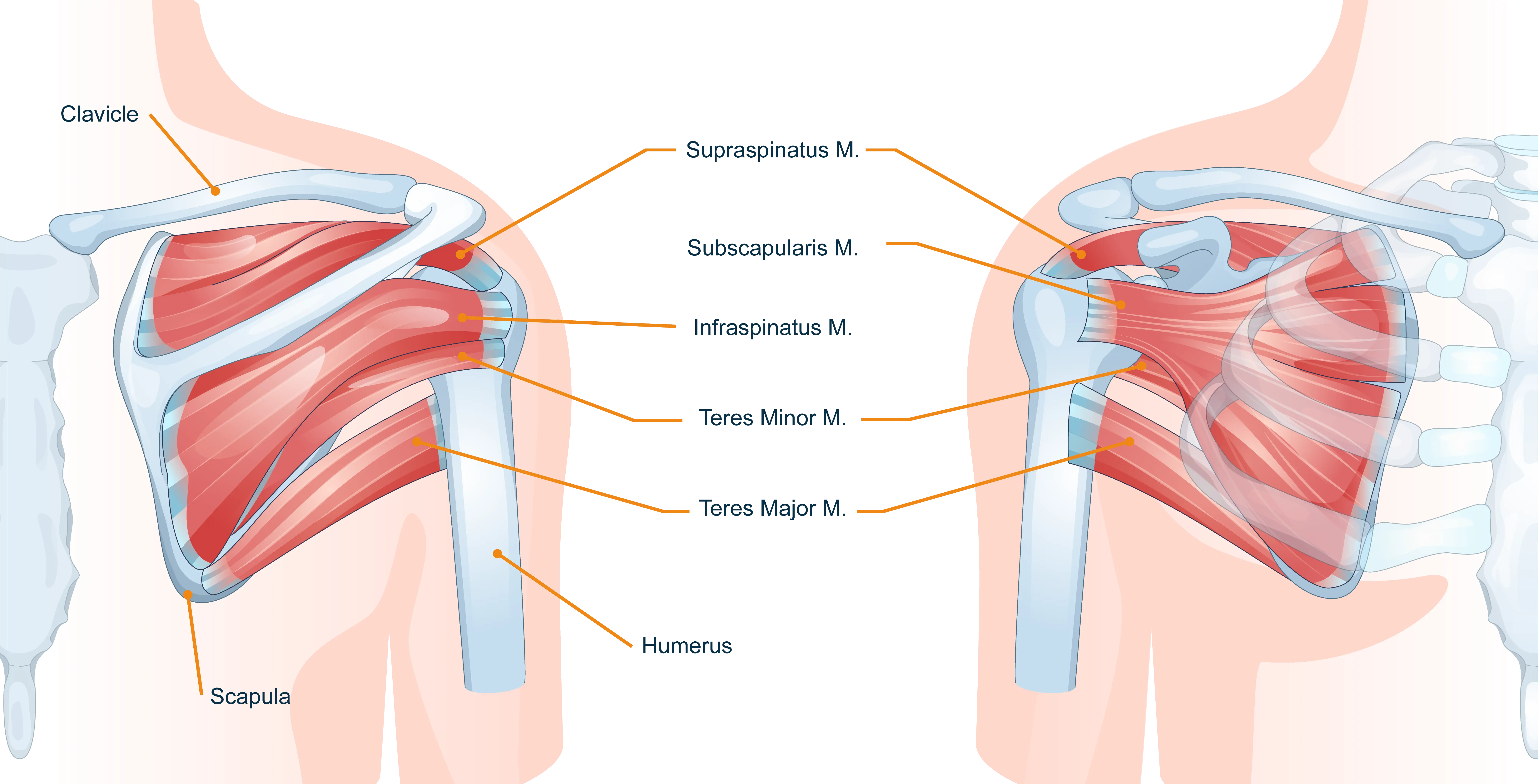 Anatomical Graphic of Rotator Cuff Anatomy