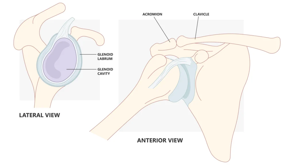 Anatomical Graphic Glenoid Labrum anatomical labrum diagram of a healthy shoulder