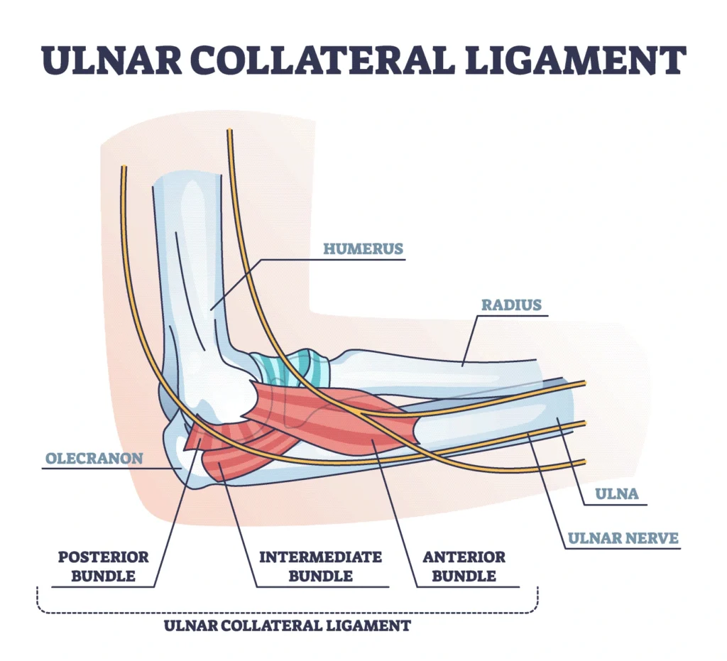 UCL anatomy UCL Elbow anatomical diagram