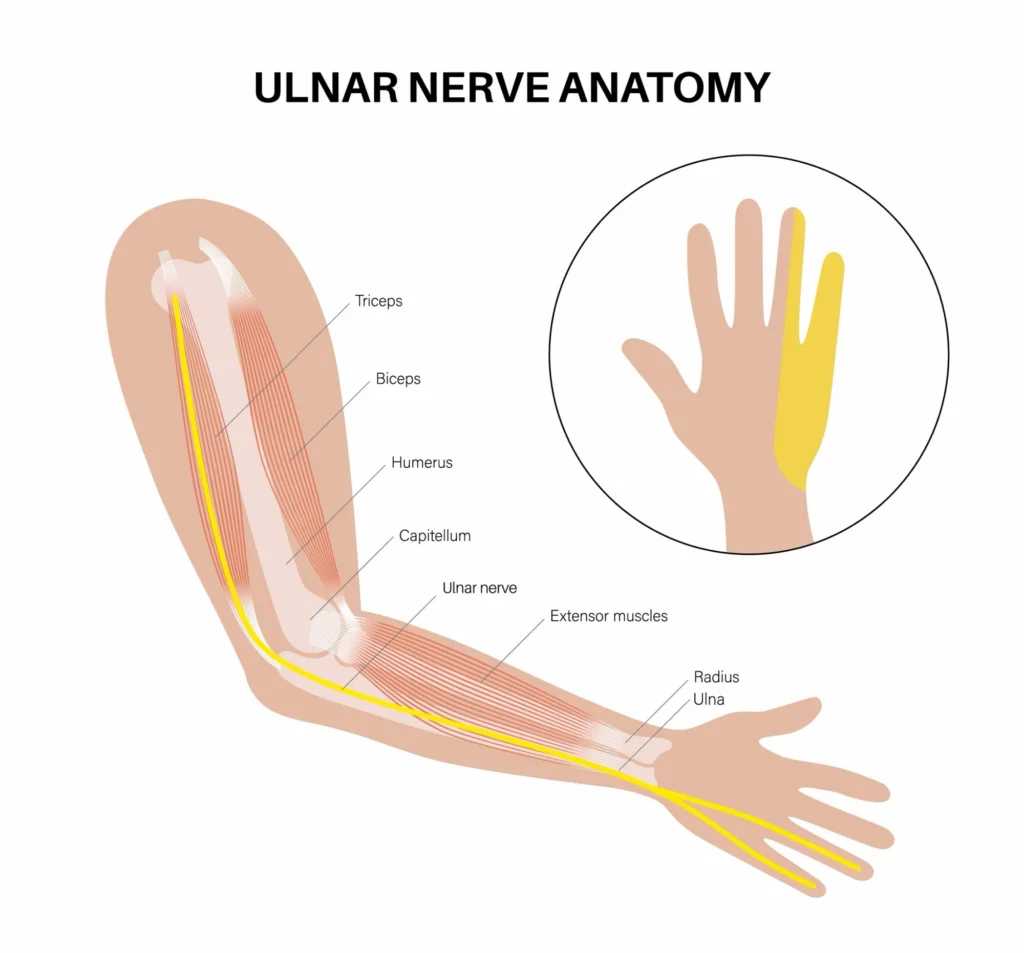 Ulnar nerve path from elbow to hand 